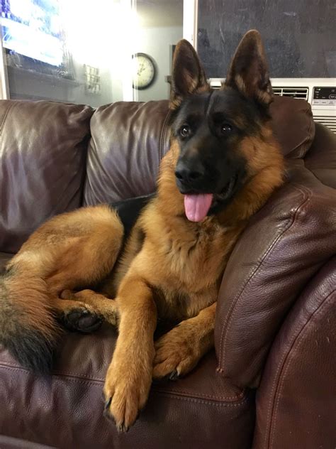 Zeus Just Turned 1 Year Old I ️ My German Shepherd Dog German