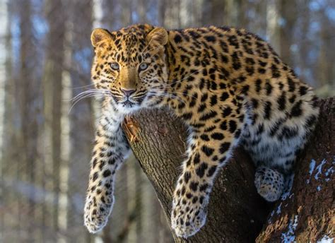 10 Rare Exotic Animal Inspiration Shutterstock