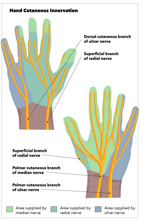 Dorsal Branch Of Ulnar Nerve Hot Sex Picture