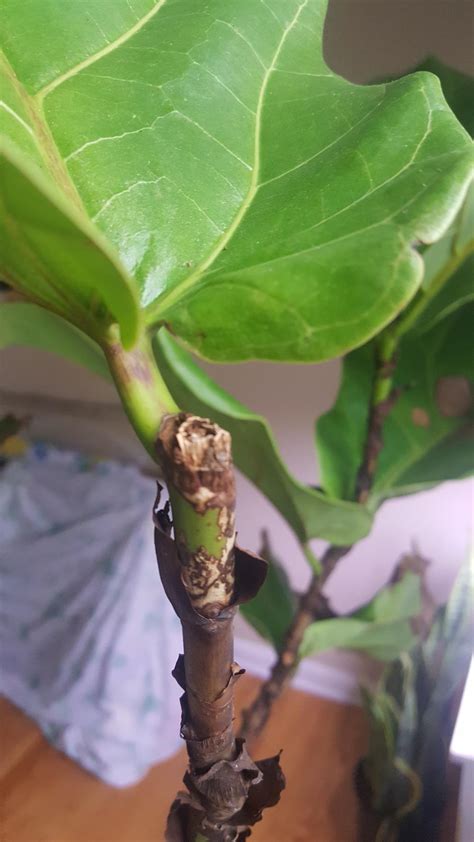 If the iconic houseplant is on your homeowner wish list, you're not alone. Ask a Question forum→Will this fiddle leaf fig regrow ...