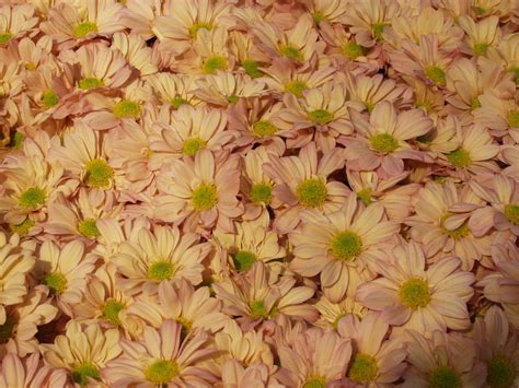 The blood of flowers essay by yasmine due: Seven Flowers Herbal Snuff High Blood Pressure | HubPages