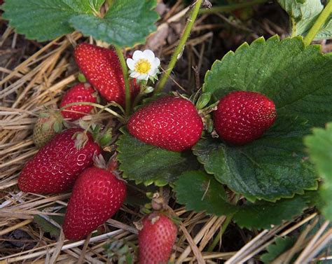 Albion Oregon Strawberries