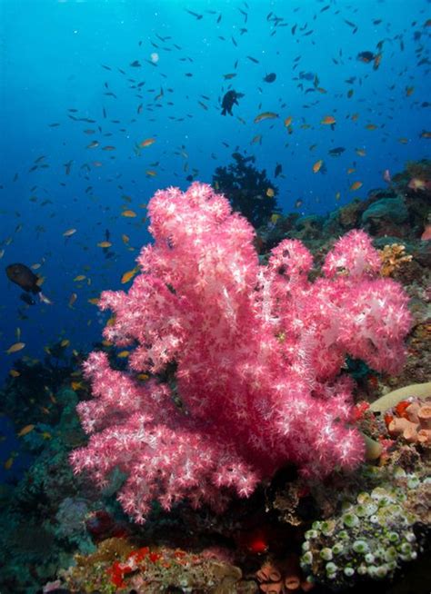Coral Reef Red Sea Underwater Photography Ocean Inspiration Pink