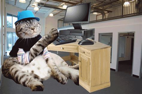 Starting in late july 2020, the video and the gif started gaining notable spread in memes on various platforms most notably tiktok and reddit. Mister Wilson's Web Design Class: Gif Animation Challenge!!!!
