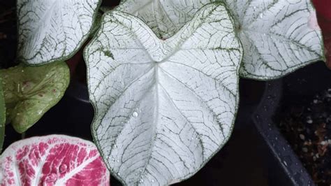 The 1 Care Guide For Moonlight Caladium