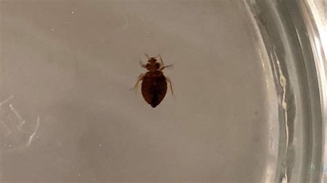 Apartment Neighbor Has Bed Bugs Apartment Post
