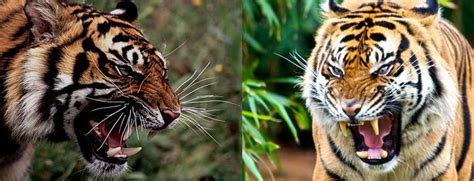 Wild Animals Life Bengal Tiger Vs Sumatran Tiger Fight