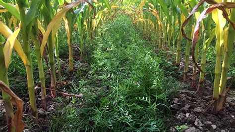 This checks the speed of. How to stop soil erosion in maize crops next season ...