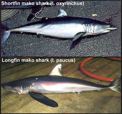 10 Essential Mako Shark Facts Always Learning