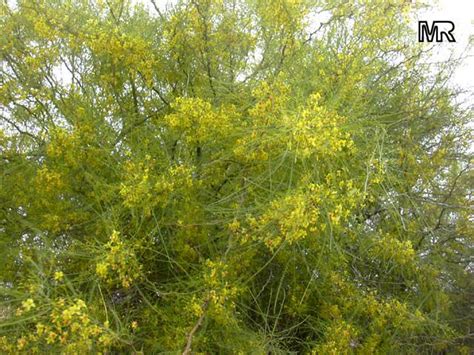 Parkinsonia Aculeata Jerusalem Thorn