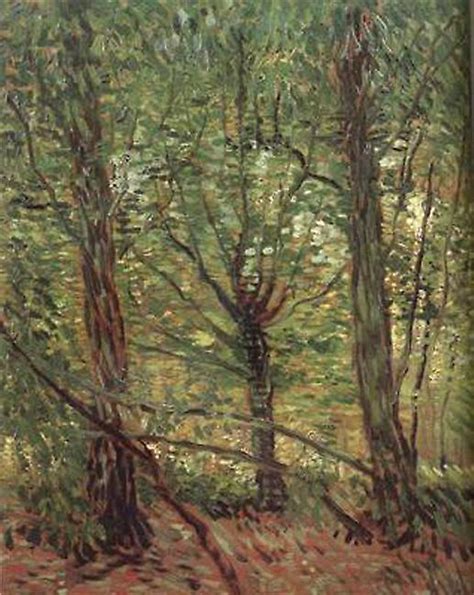 Trees Adn Undergrowth Vincent Van Gogh X Cm Fruugo NO