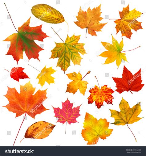 Collection Beautiful Colorful Autumn Leaves Isolated Stock