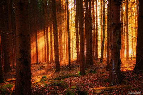 Bäume Und Sonnenschein Foto And Bild Waldlandschaften Wald Bäume