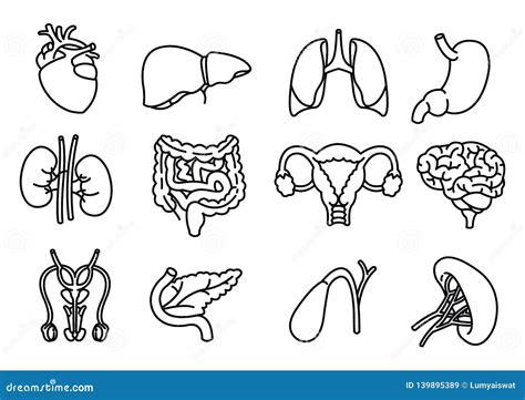 Internal Human Organs Hand Drawn Icons Set Vector Stock Vector