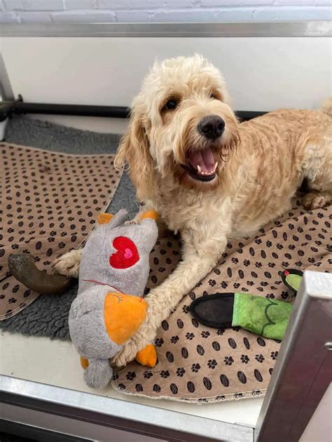 Top Toys For Goldendoodles 2021 Review