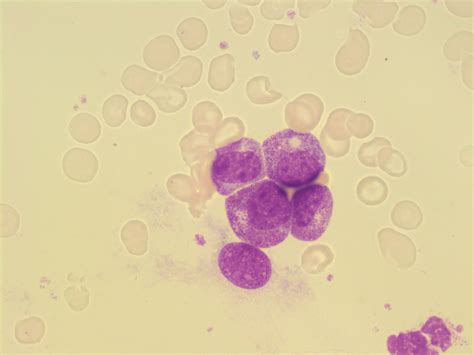 Granulocytes And Granulocyte Maturation A Laboratory Guide To
