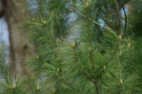 Branches Of White Pine Leaves Stock Photo Image Of Natural Season