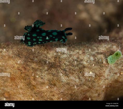 Nudibranch Crawling On The Ocean Floor Stock Photo Alamy