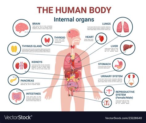 Medical Anatomy Vector Infographics Poster With Human Body Internal