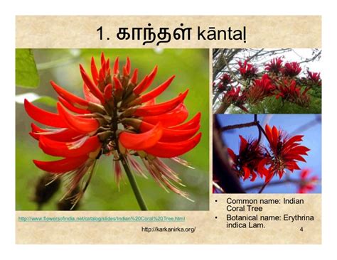 This perennial plant is grown more for its silvery, white foliage than for the small, white flowers, but makes an excellent backdrop for more. 99 Tamil Flowers