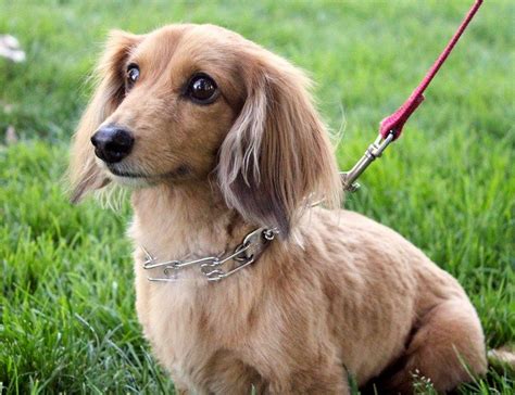 Long Haired Small Dog Breeds List Dog Breed Info Small Dog Breeds