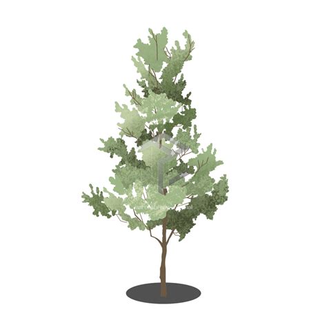 Tree Png Cutout Tree Photoshop Tree Illustration Watercolor Trees