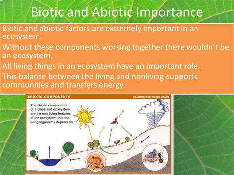Together, biotic and abiotic factors are the basic components of an ecosystem. Interactions in Ecosystems - St. ALPHONSA 7A