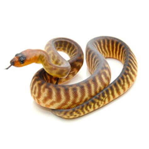 Pythons Woma Python From