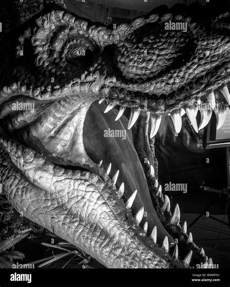 Sharp Teeth Dinosaur High Resolution Stock Photography And Images Alamy