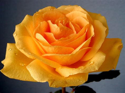 Orange Rose Roses Image Fanpop