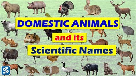 Domestic Animals And Its Scientific Names Scientific Names Of