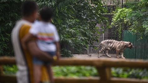 Over 2500 Turn Up As Delhi Zoo Opens After Three Months Latest News