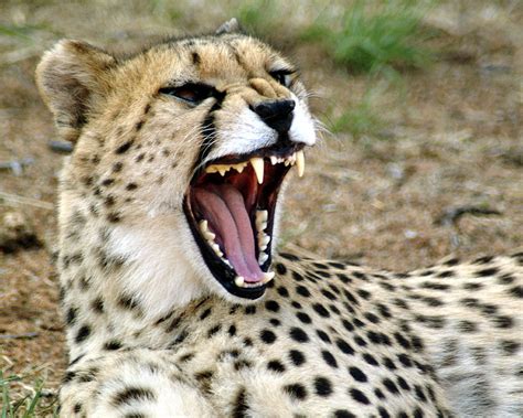 Smiling Cheetah Photograph By Charles Ridgway