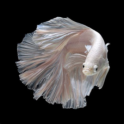 Relax Go Slow And Look At The Beauty Of The Siamese Fighting Fish As