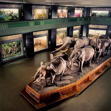 The African Elephant Diorama Is One Of The Museums Iconic Exhibits