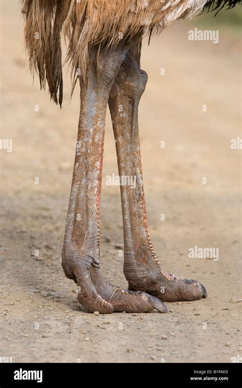 Ostrich Struthio Camelus Legs Kgalagadi Transfrontier Park South Africa