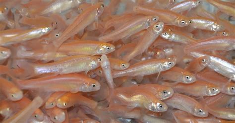 Are Rosy Red Minnows Worth The Hype Meateater Fishing