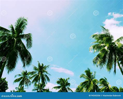 Tropical Summer Sky With Palm Tree Forest Tropical Island Toned Photo