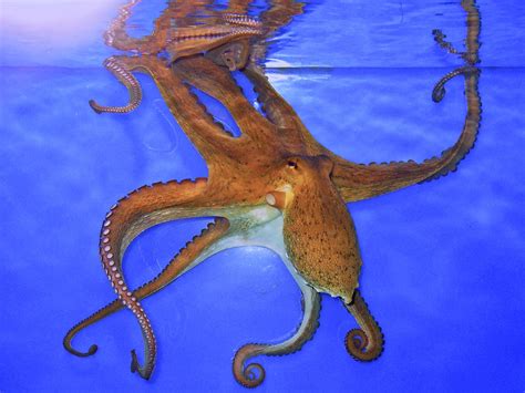 The Common Octopus Is Typically Found In Tropical Waters Throughout The