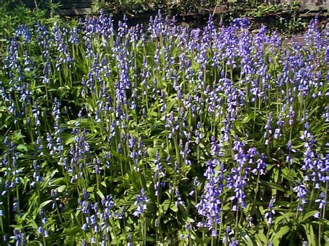 Free Image Of Bluebells Growing In A Field
