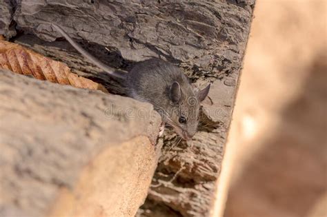 The Deer Mouse Peromyscus Maniculatus Stock Image Image Of Animals