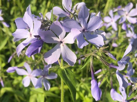 In full bloom, foliage almost disappears under the mass of. Wisconsin Wildflower | Woodland Phlox | Phlox divaricata ...