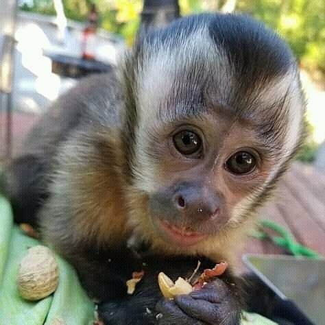 They are about a year old and they are very loving, i unfortunately just don't have time for them and want them to be loved.they are on a tpg diet.t. Capuchin Monkeys for Sale - Exotic Animals Farm