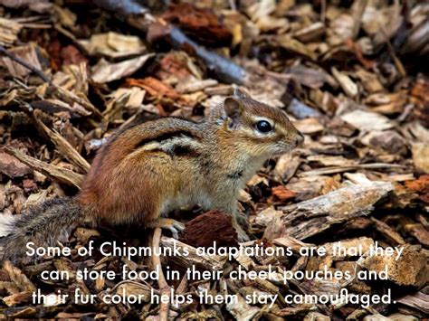 What Chipmunks Do To Survive In The Winter By Elias