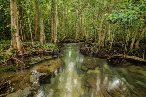 Mangrove Forest At Tha Pom Krabi Thailand Stock Photo Image Of