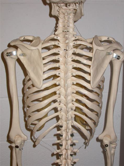 The anatomy of the human ribs is made up of 24 ribs which are parted in 12 pairs (each on the left and right side of the chest wall), with the sternum, metasternum (the xiphoid process), and the costal cartilages all situated at the anterior of the chest wall, followed by the thoracic vertebrae on the posterior of the chest wall. Gink & Go Dialogues