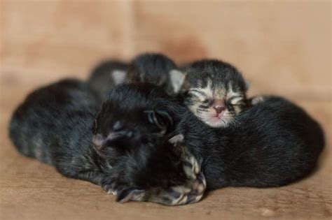 Little Blind Newborn Baby Kittens Sleeping In A Cardboard Box Newborn