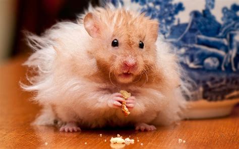 Hamster Wallpapers Hd Beautiful Wallpapers Collection 2018