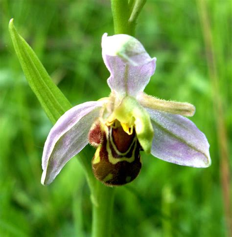 Blue, purple, pink, and yellow. Bee Orchid || BeeKeeping