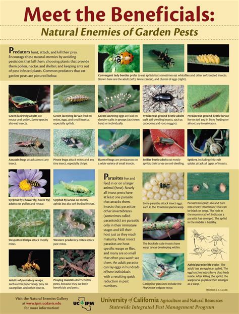 Meet The Beneficial Insects Garden Pests Plant Pests Garden Insects